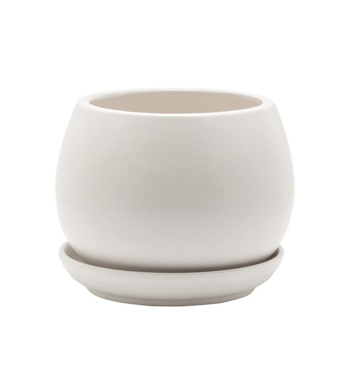 Matte White Bowl Planter with Sauce