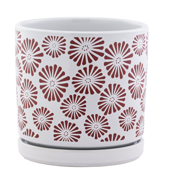 Brown Zinnia White Planter with Saucer