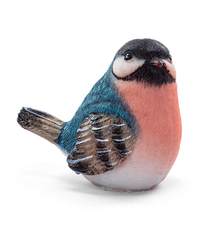 Black Cap Orange/Blue Bird