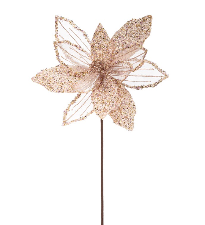 Rose 2 Tone Poinsettia