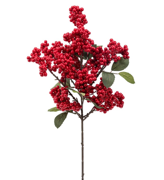 Red Cluster Berry Bush