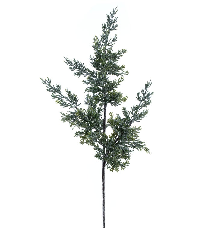 Frosted New Cypress Spray