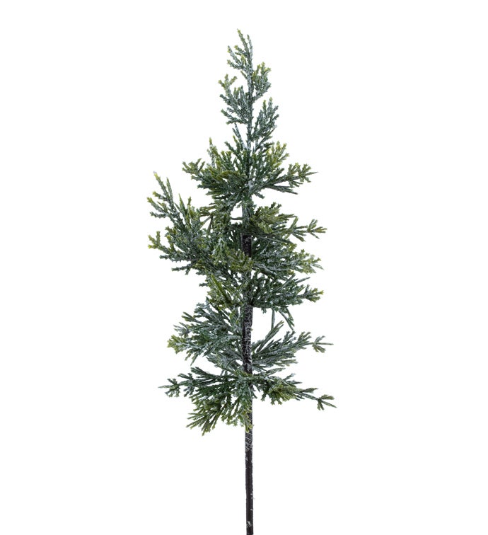 Frosted New Cypress Pick