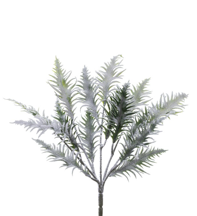 Frost Asplenium Bush