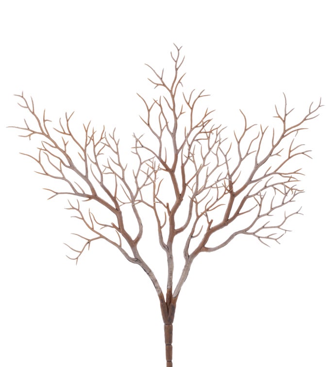 Coral Branch Bush