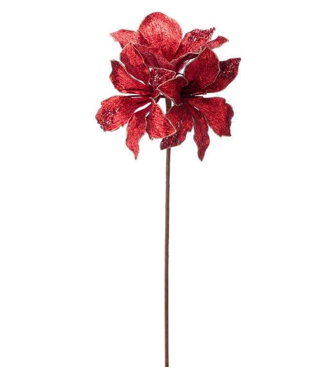 Red Velvet Amaryllis