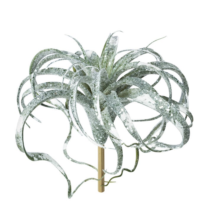 Frosted Air Plant