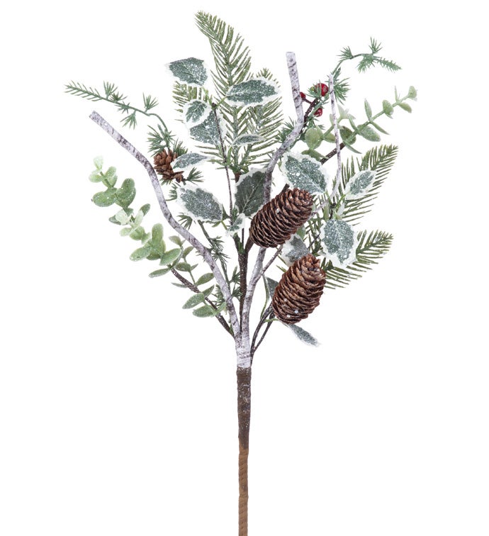 Variegated Holly Eucalyptus/Cone Pick