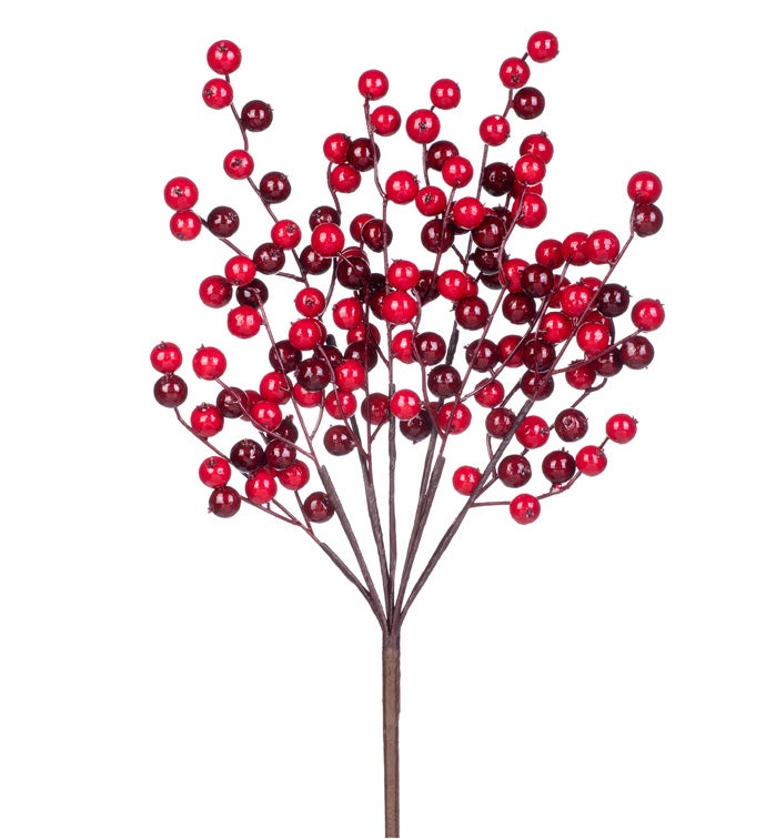 Burgundy/Red Berry Bush
