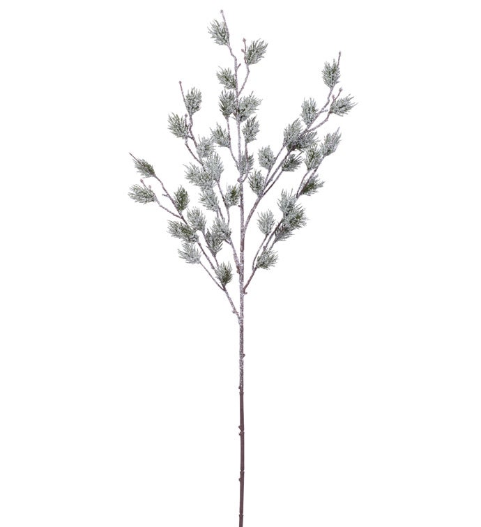 Short Needle Pine Spray