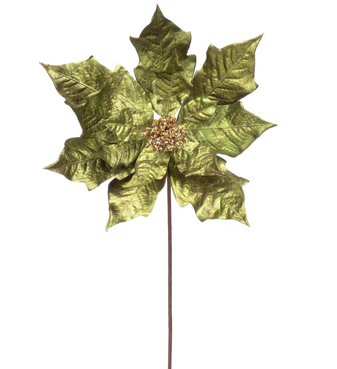 Green Poinsettia Stem