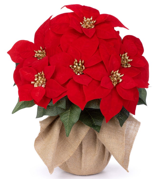 Poinsettia Bush in Burlap Pot