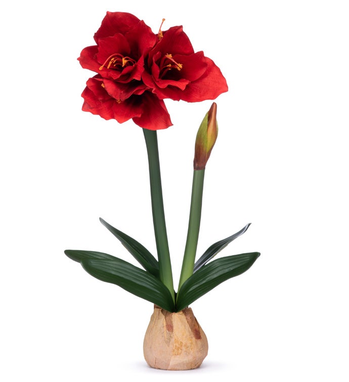 Red Amaryllis/Bulb Plant