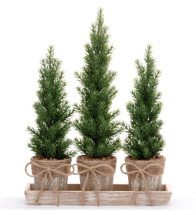 3 Pine Trees in Pots on Tray