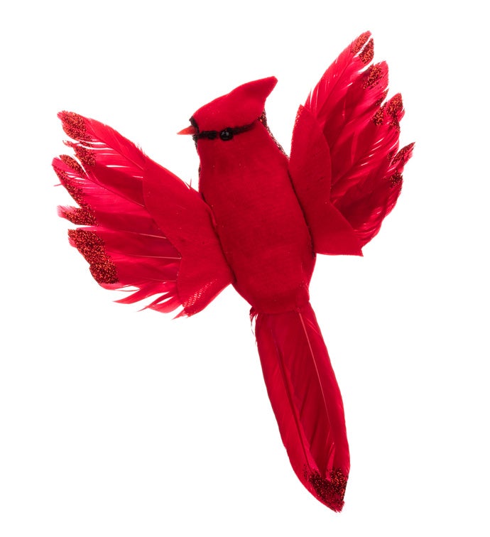 Thin Red Cardinal Wing Spread