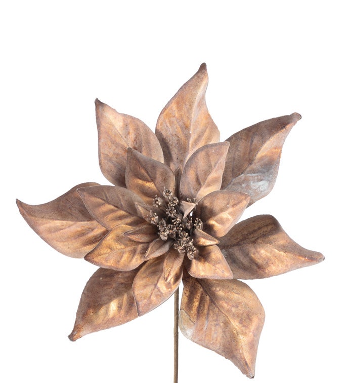 Bronze Poinsettia