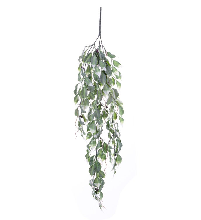 Hanging Ficus Vine x3              