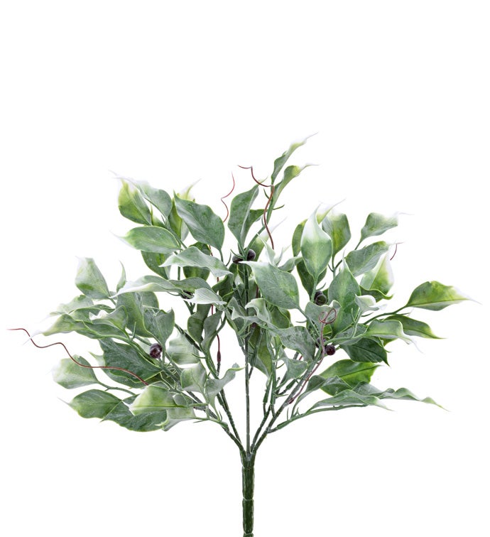 Ficus Bush x5                      