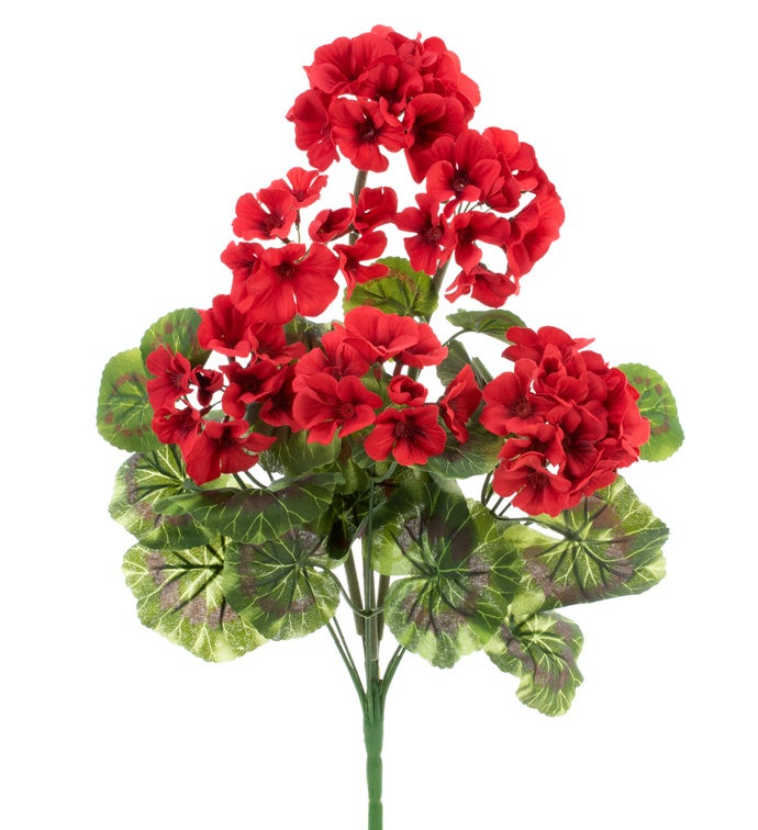Red Geranium Bush x 9              