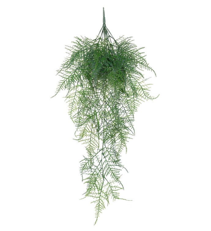 Asparagus Fern Vine