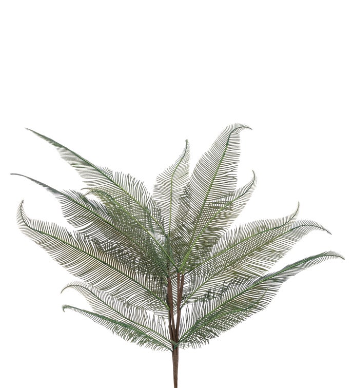 Feather Fern Bush