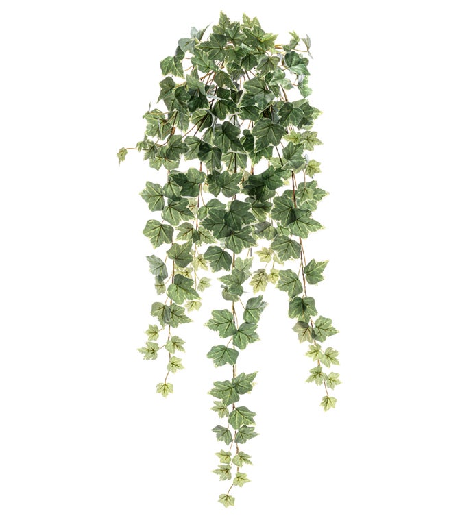 Ivy Leaf  Vine