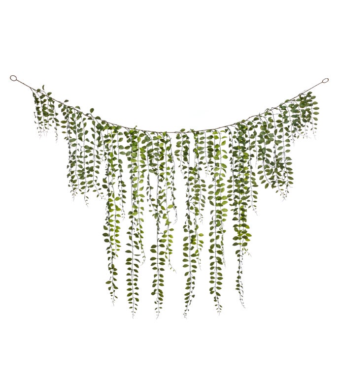Dischida Hanging Vine
