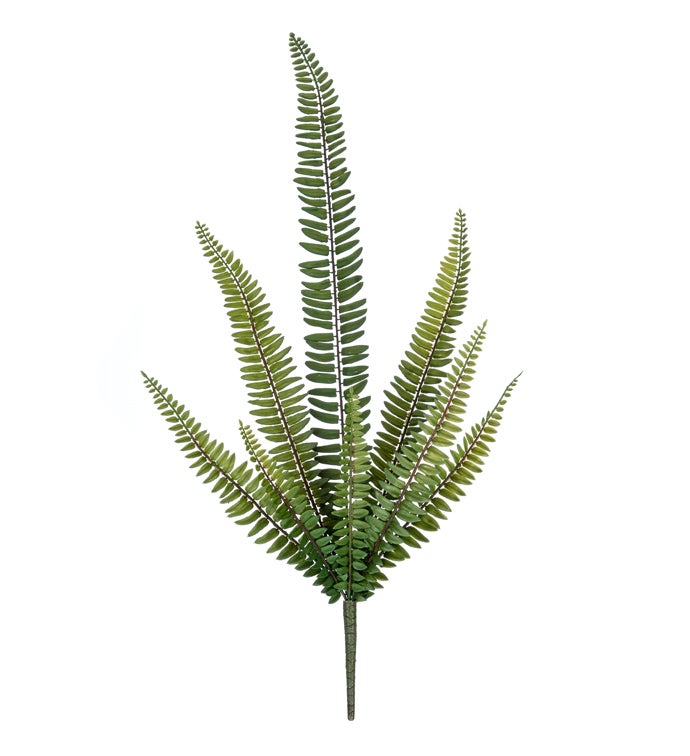 Long Fern Bush