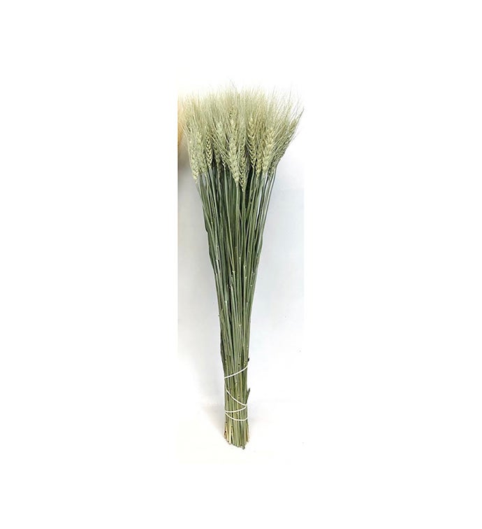 8 oz Green Wheat - Case of 20