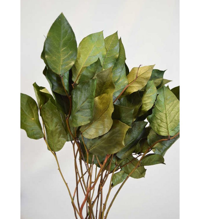 Basil Salal Bunches - Case of 24