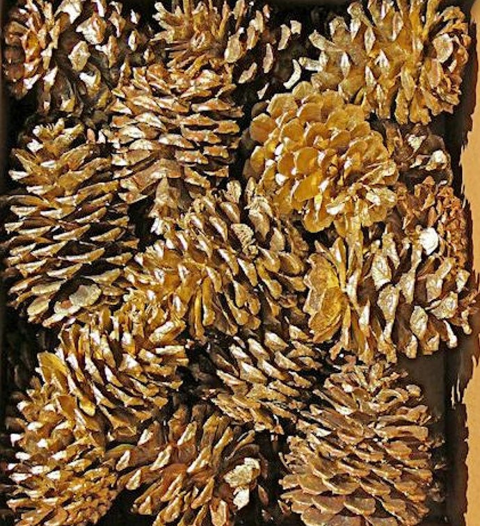 Gold Assorted Pine Cones - Set of 50