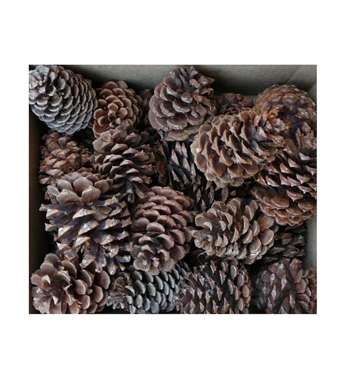 Ponderosa Pinecones - Set of 100