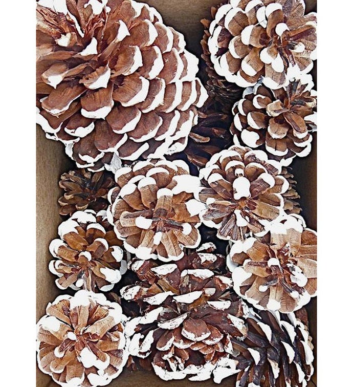 White Tipped Assorted Pine Cones - Set of 50
