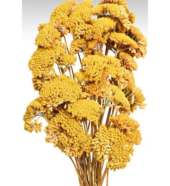 Yellow Yarrow Bunches - Case of 12