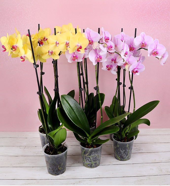 5" Multi Pack Spring Orchid 4-Pink 2- Yellow - Case of 6