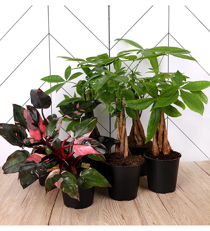 5" Multi pack 4 Money tree 2 Pink Princess