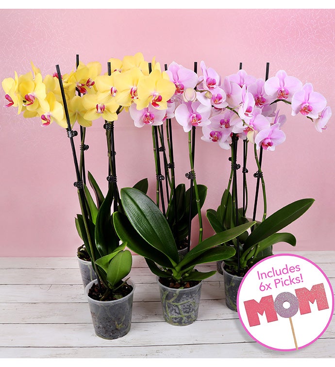 Multi pack spring orchid 4-pink 2- yellow w/ MOM pick - Case of 6
