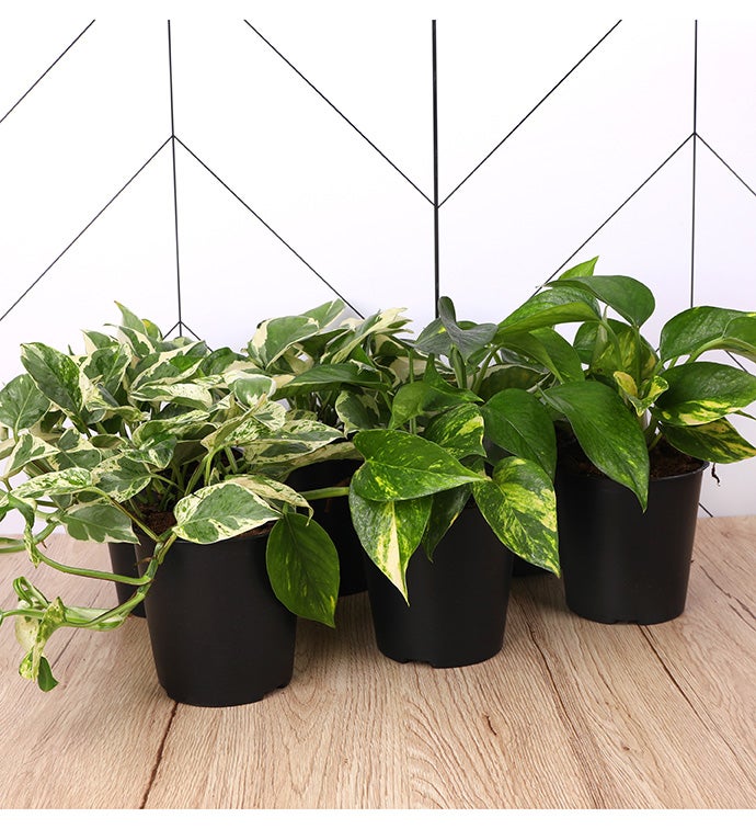5" Multi pack Foliage Premium Pothos - Case of 6