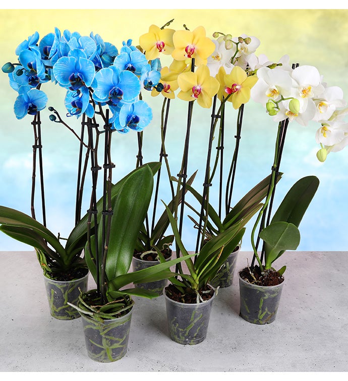 Summer Ocean Orchids - Case of 6