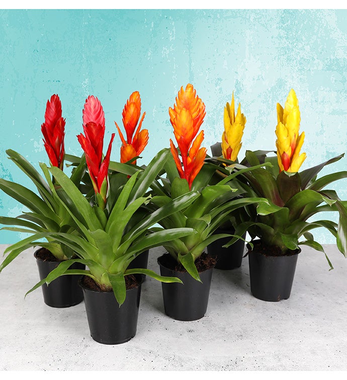 Summer Bromeliads - Case of 6