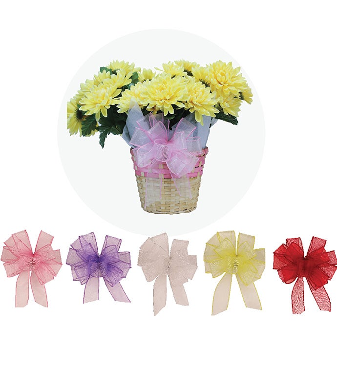 Everyday Premier Bows - Case of 48