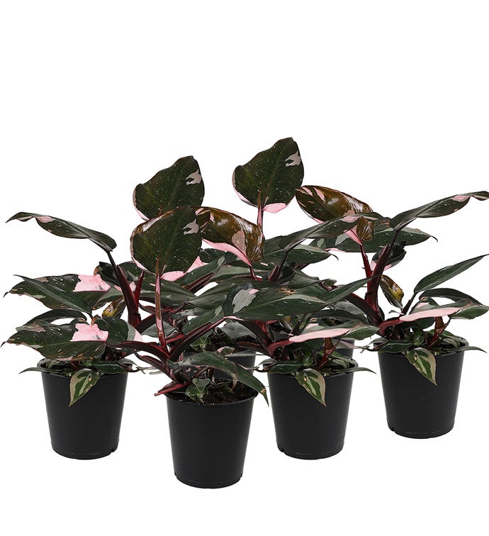 Pink Princess Philodendron in grower pot - Case of 6