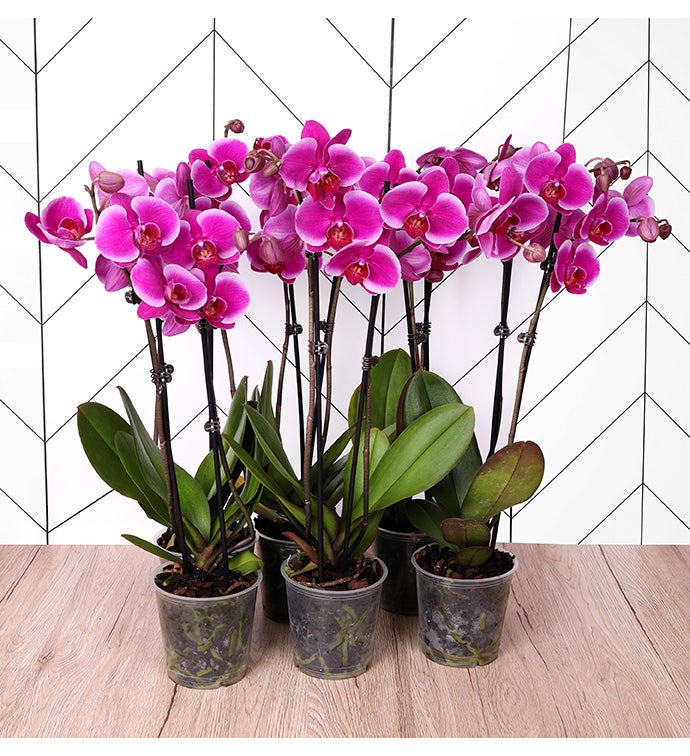 5" Purple Phaleanopsis Orchid -  Case of 6