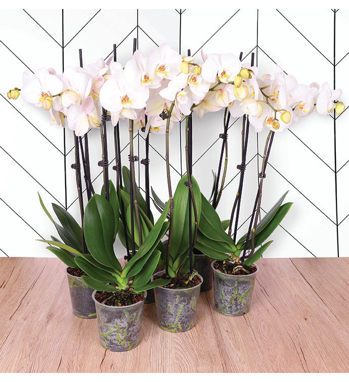5" White W/ Yellow Center Orchid -  Case of 6