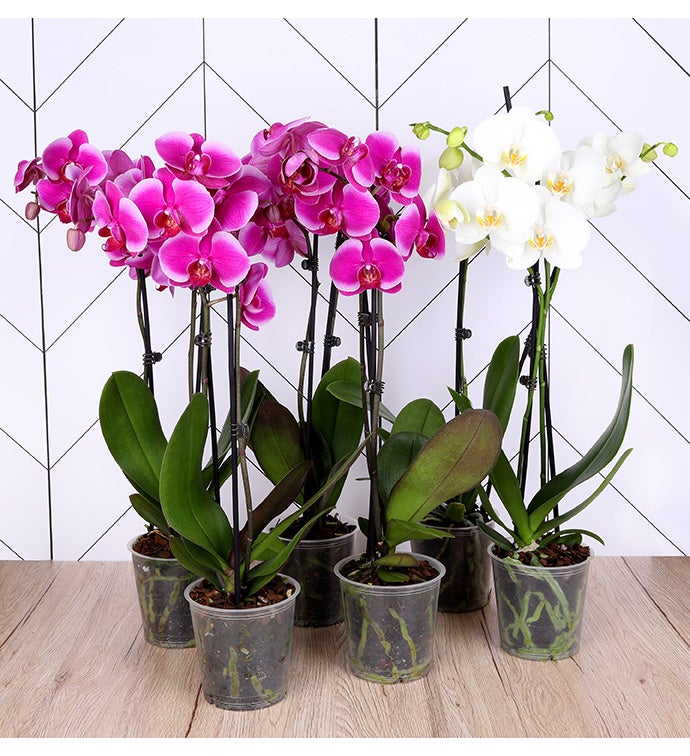 5" Purple (4) and White (2) Orchid  -  Case of 6