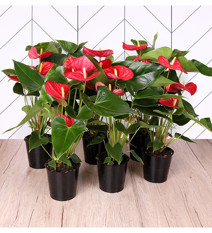 5" Red Anthirium -  Case of 6