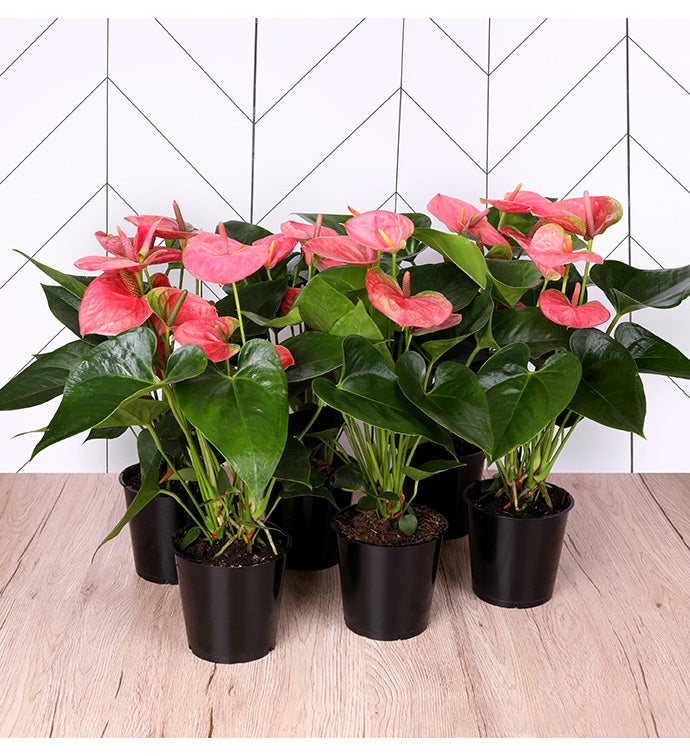 5" Pink Anthurium -  Case of 6