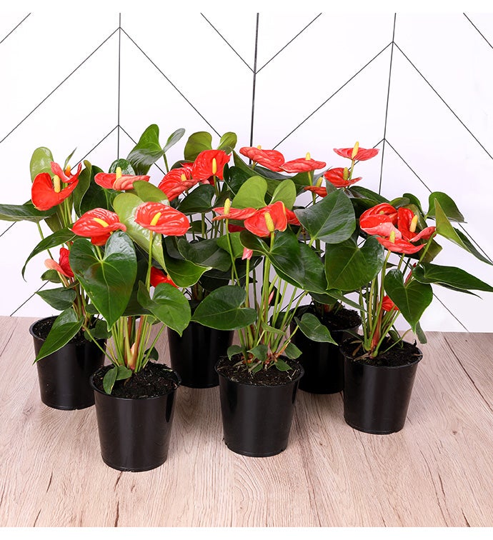 Coral Anthirium -  Case of 6