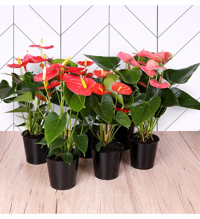 5" Red, Pink, Coral Anthirium mix -  Case of 6