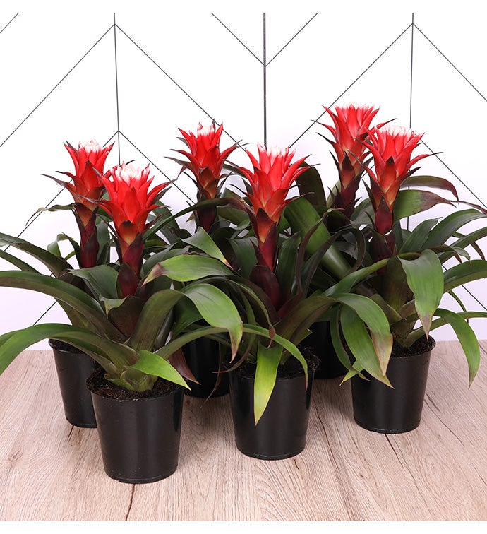 5" Red Bromeliad -  Case of 6